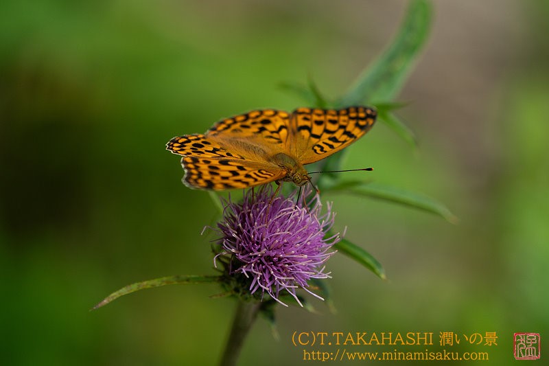 ../Images/7R250706 (127).jpg